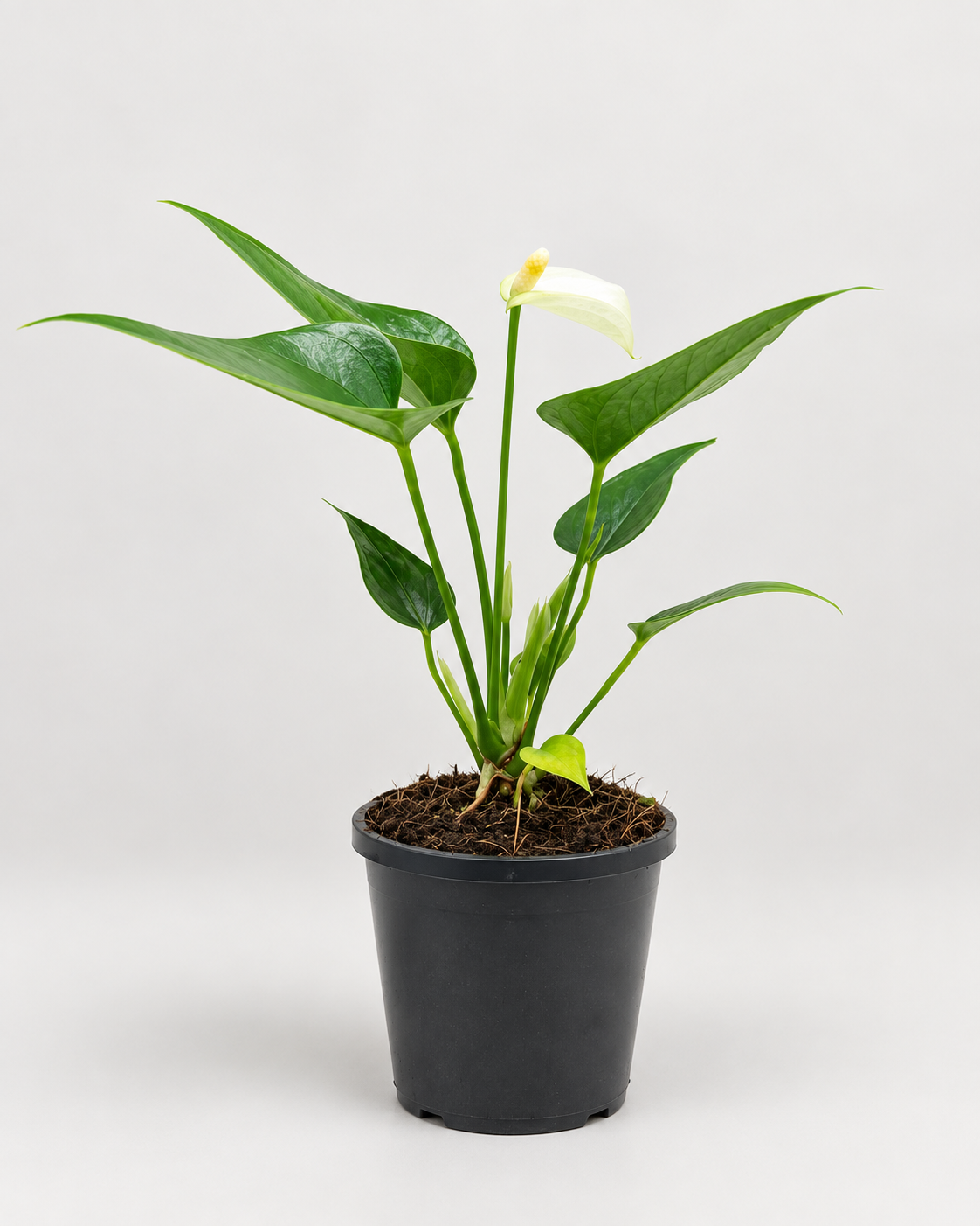 Anthurium Alpine – Elegant White Flowering Indoor Plant Succulents World