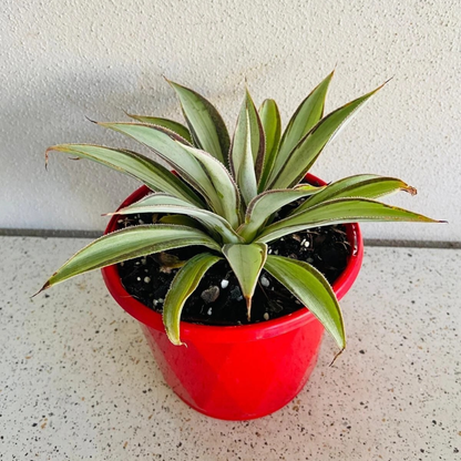 Agave Moonbeam