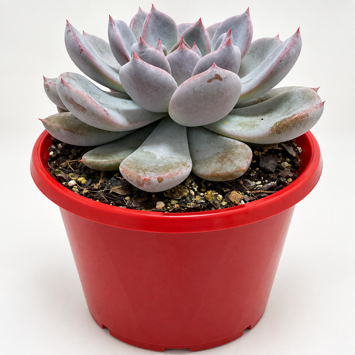 Echeveria ‘Oberon’ – Pastel Pink & Lilac Rosette Succulent Succulents World