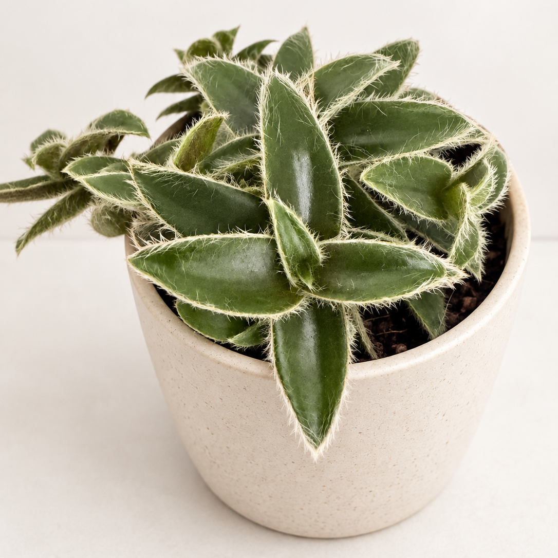 Cyanotis somaliensis ‘Kitten Ears’ – Fuzzy Trailing Plant Succulents World