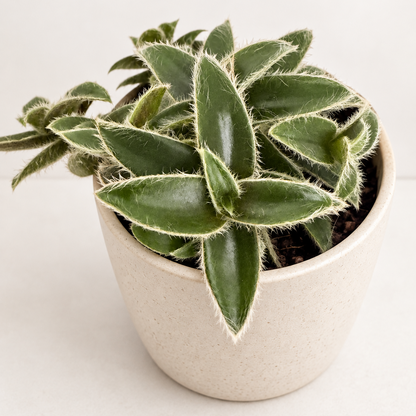 Cyanotis somaliensis ‘Kitten Ears’ – Fuzzy Trailing Plant Succulents World