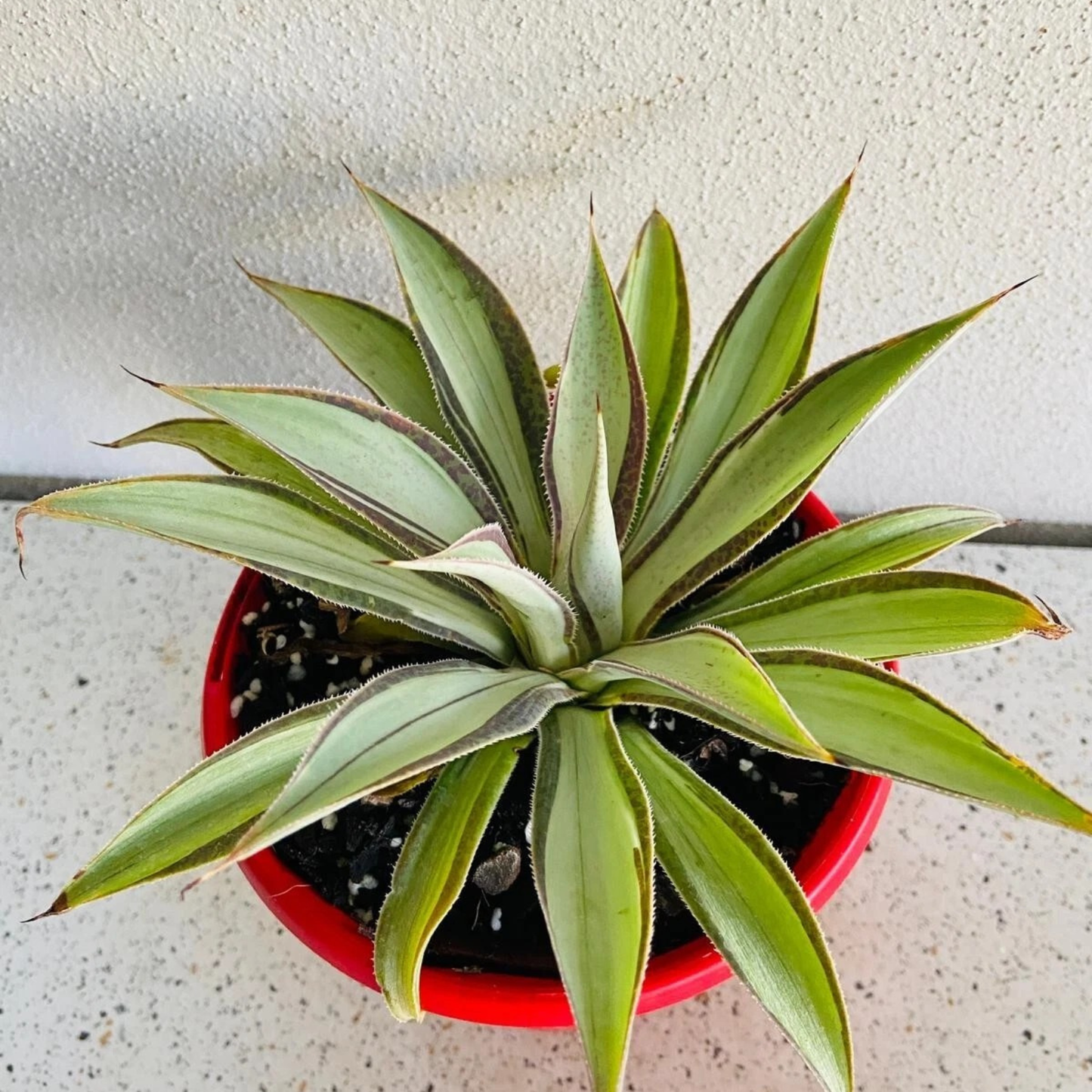 Agave Moonbeam