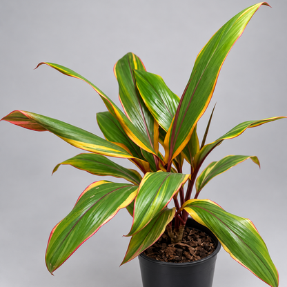 Cordyline fruticosa ‘Early Morning Diamond’ – Colourful Tropical Plant Succulents World