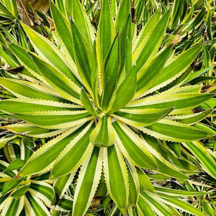 Agave Quadricolour