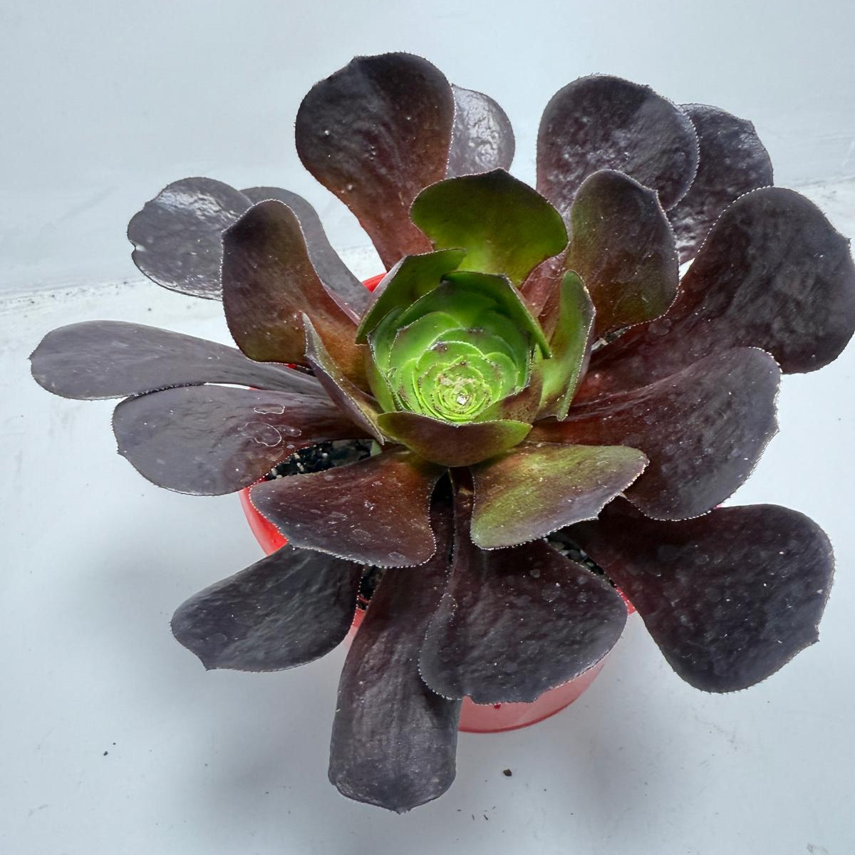 Semponium ‘Destiny’ – Stunning Colorful Rosette Succulent |130mm