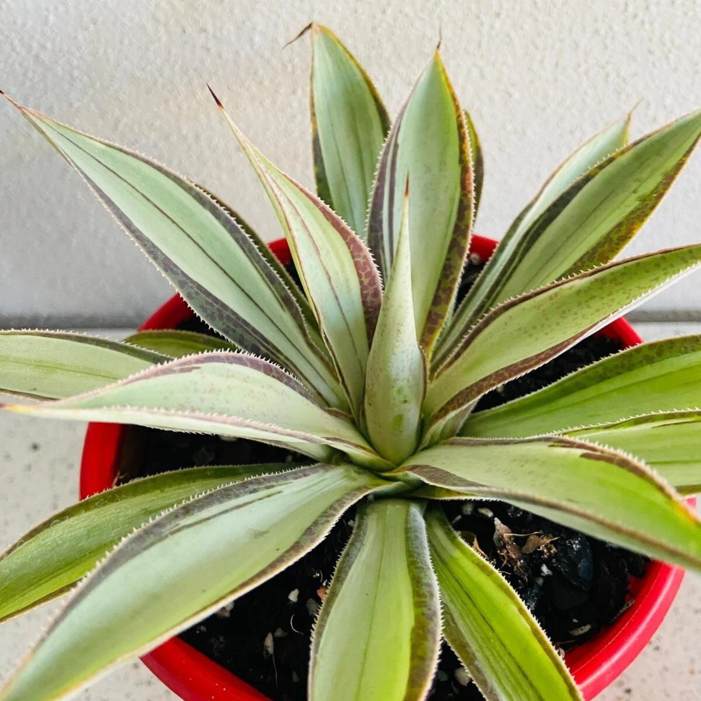 Agave Moonbeam