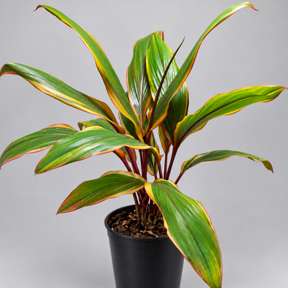 Cordyline fruticosa ‘Early Morning Diamond’ – Colourful Tropical Plant Succulents World