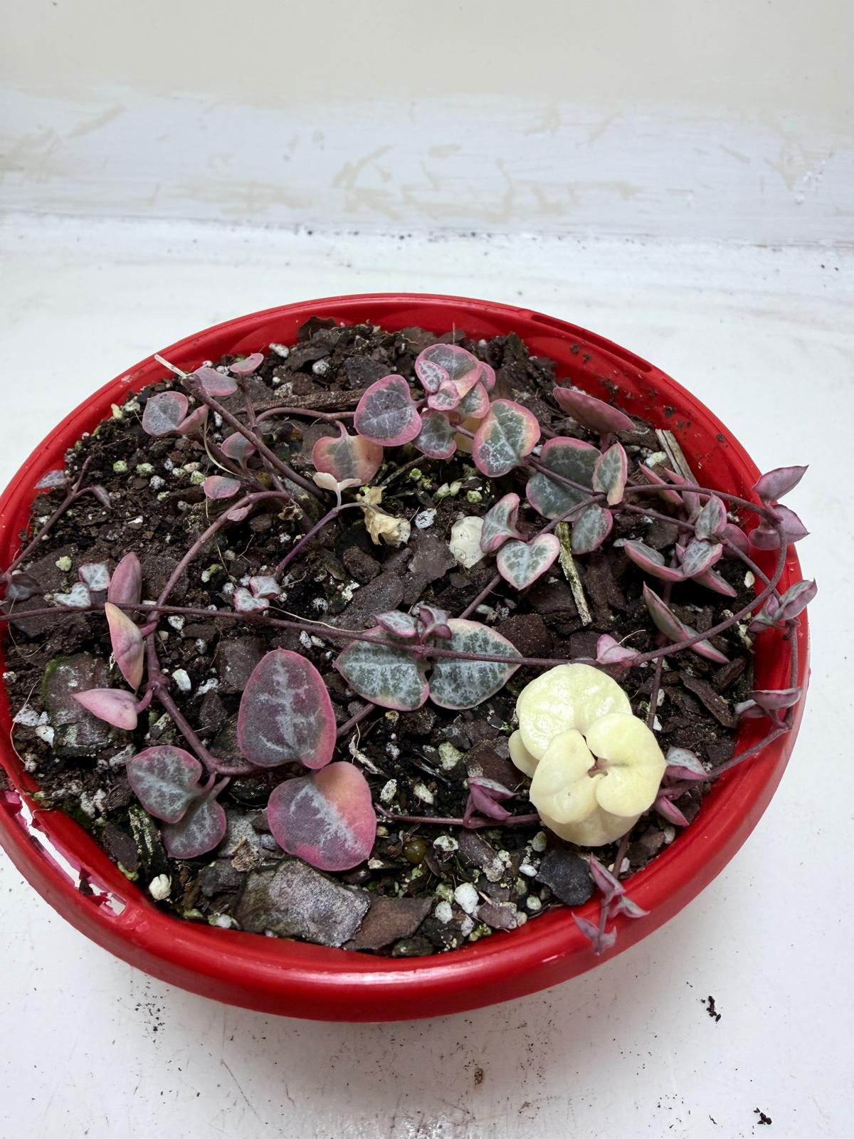 Ceropegia  Woodii Variegated Chain of Hearts My Store