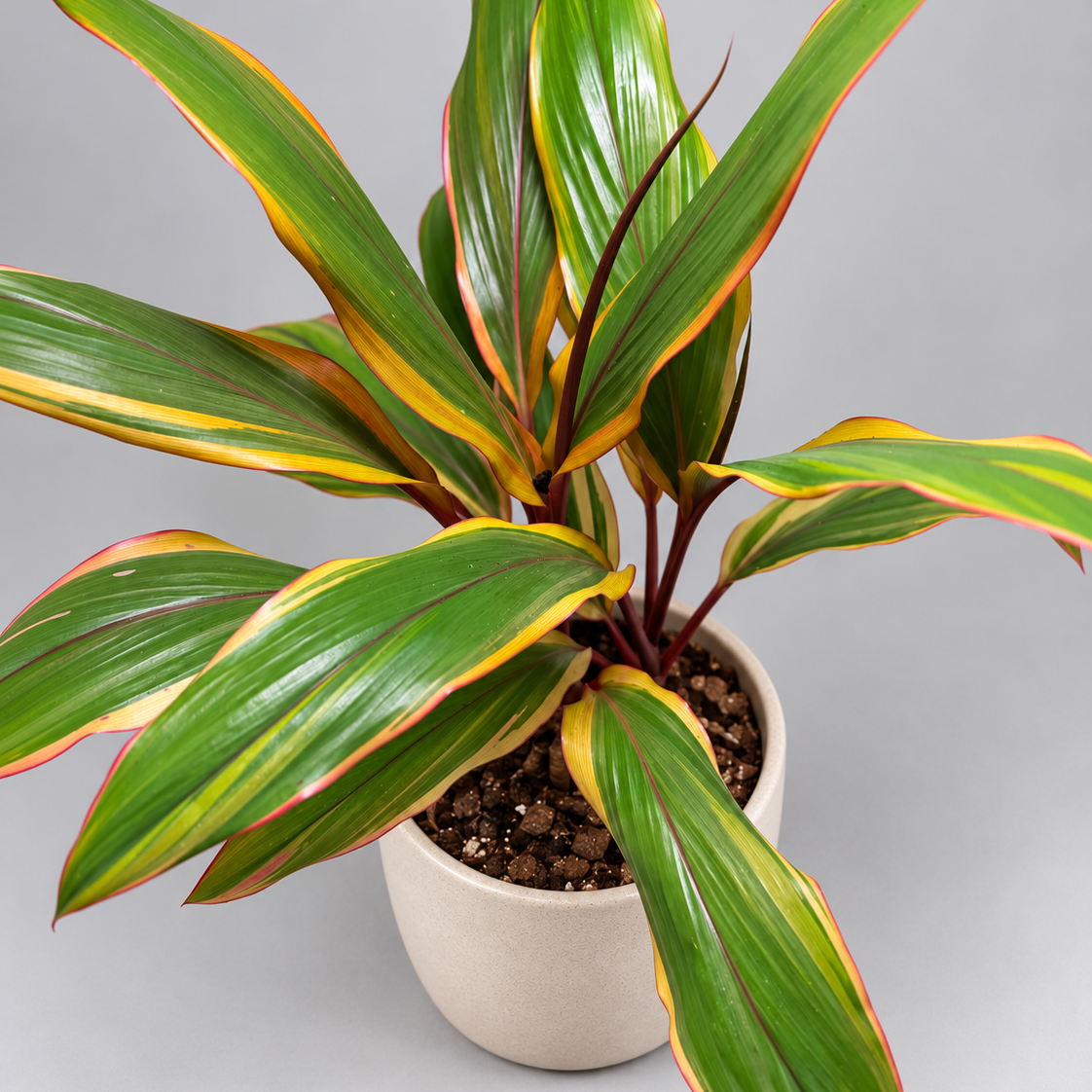 Cordyline fruticosa ‘Early Morning Diamond’ – Colourful Tropical Plant Succulents World