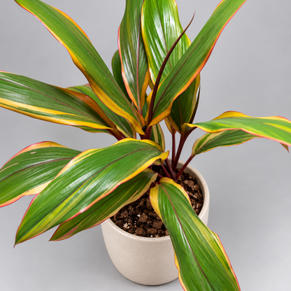 Cordyline fruticosa ‘Early Morning Diamond’ – Colourful Tropical Plant Succulents World