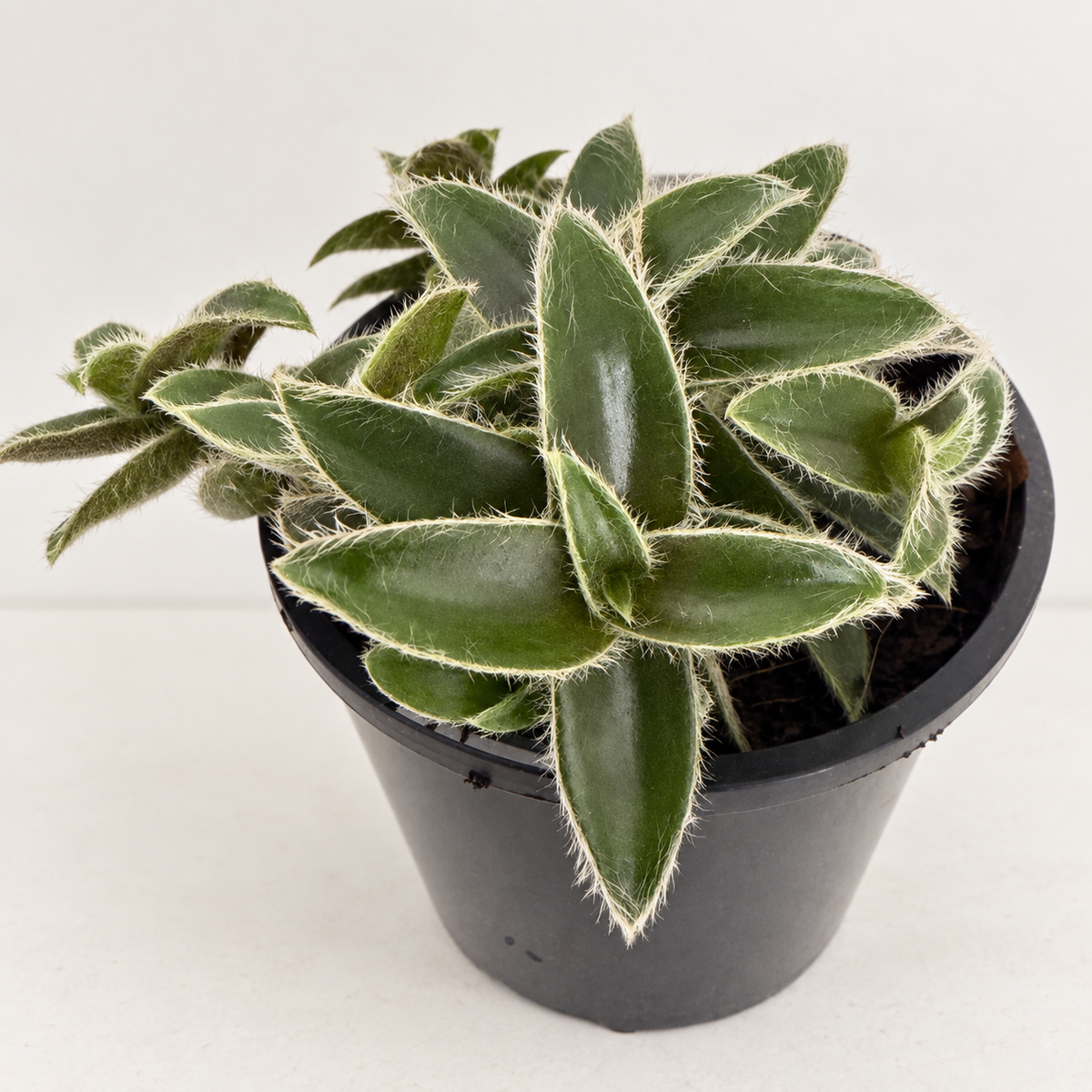 Cyanotis somaliensis ‘Kitten Ears’ – Fuzzy Trailing Plant Succulents World