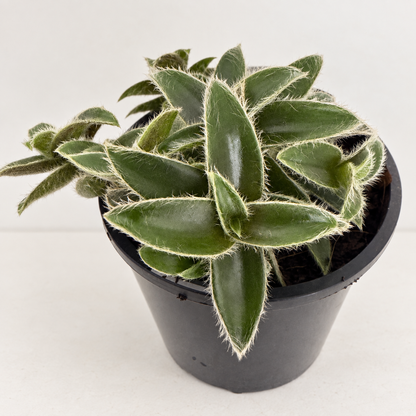 Cyanotis somaliensis ‘Kitten Ears’ – Fuzzy Trailing Plant Succulents World