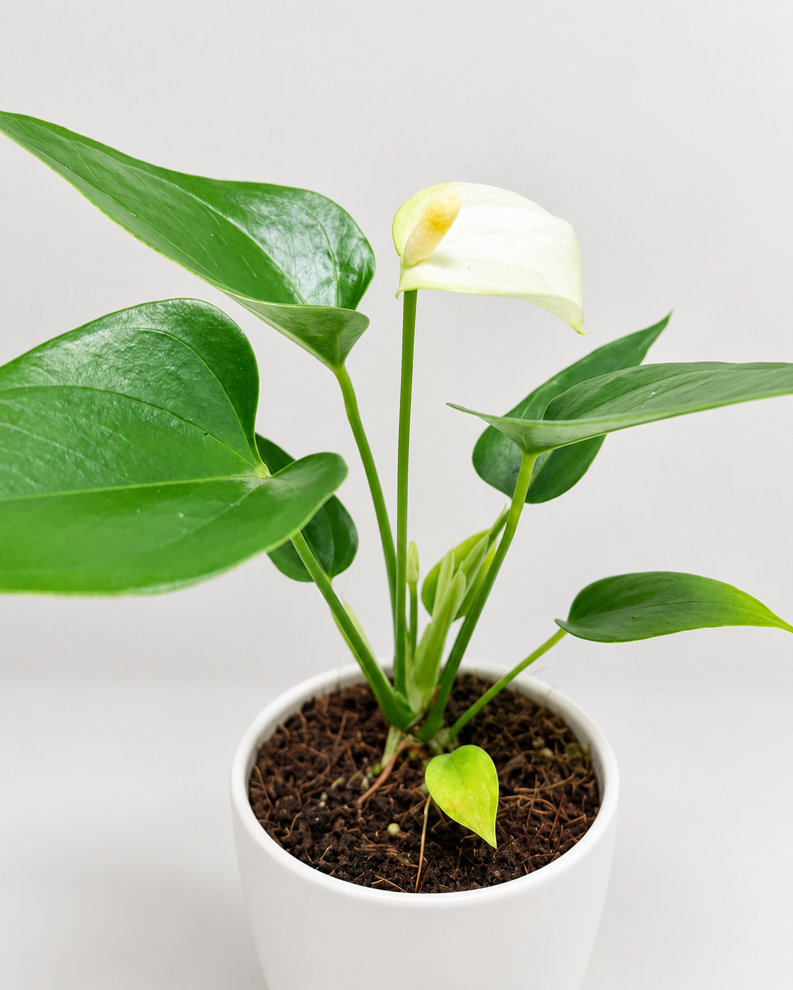 Anthurium Alpine – Elegant White Flowering Indoor Plant Succulents World