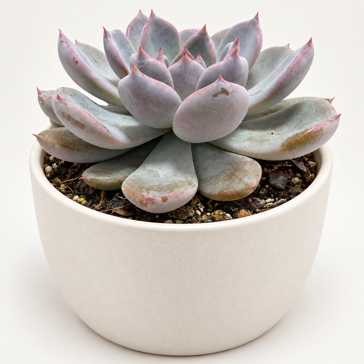 Echeveria ‘Oberon’ – Pastel Pink & Lilac Rosette Succulent Succulents World