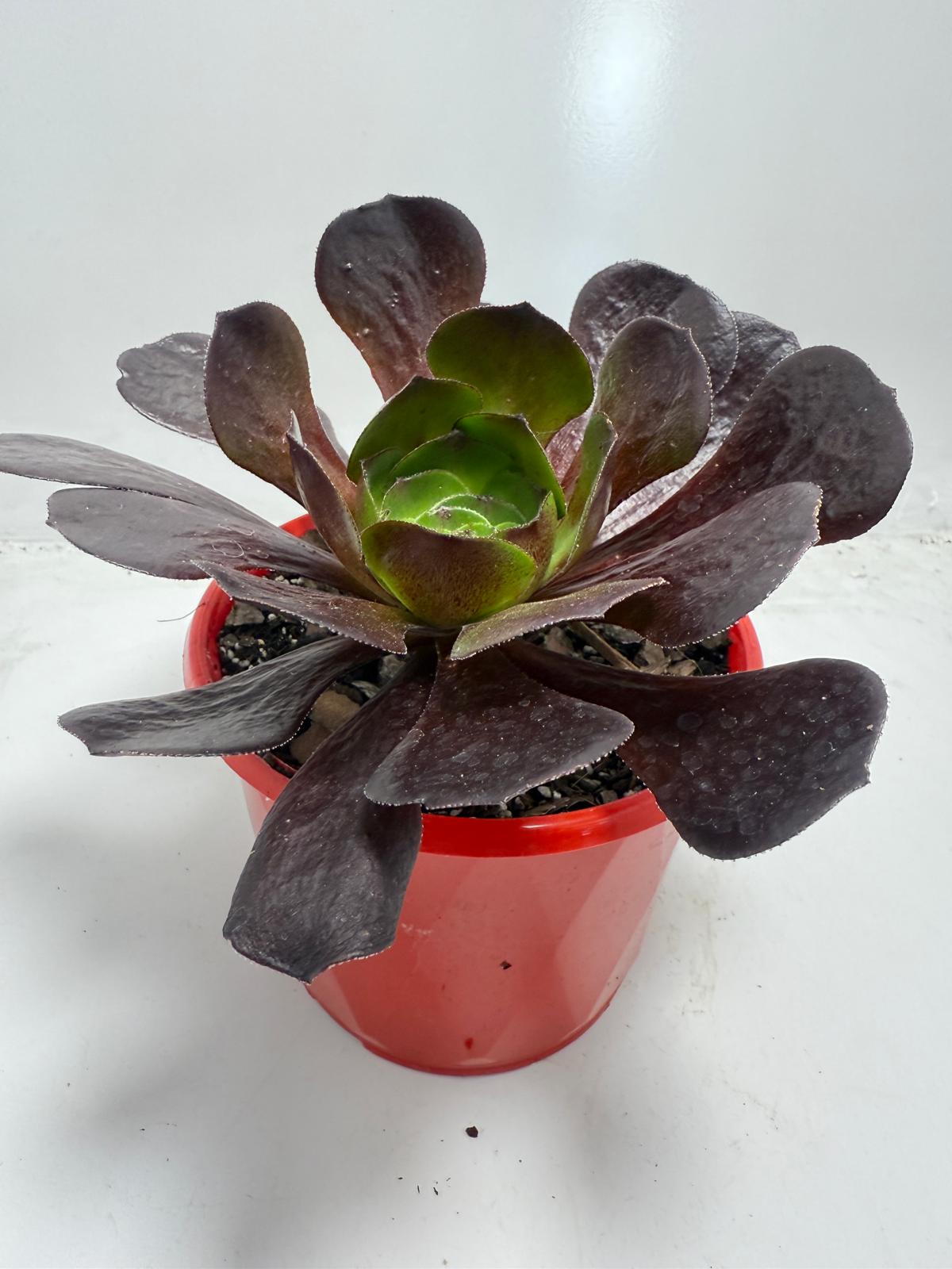 Semponium ‘Destiny’ – Stunning Colorful Rosette Succulent |130mm