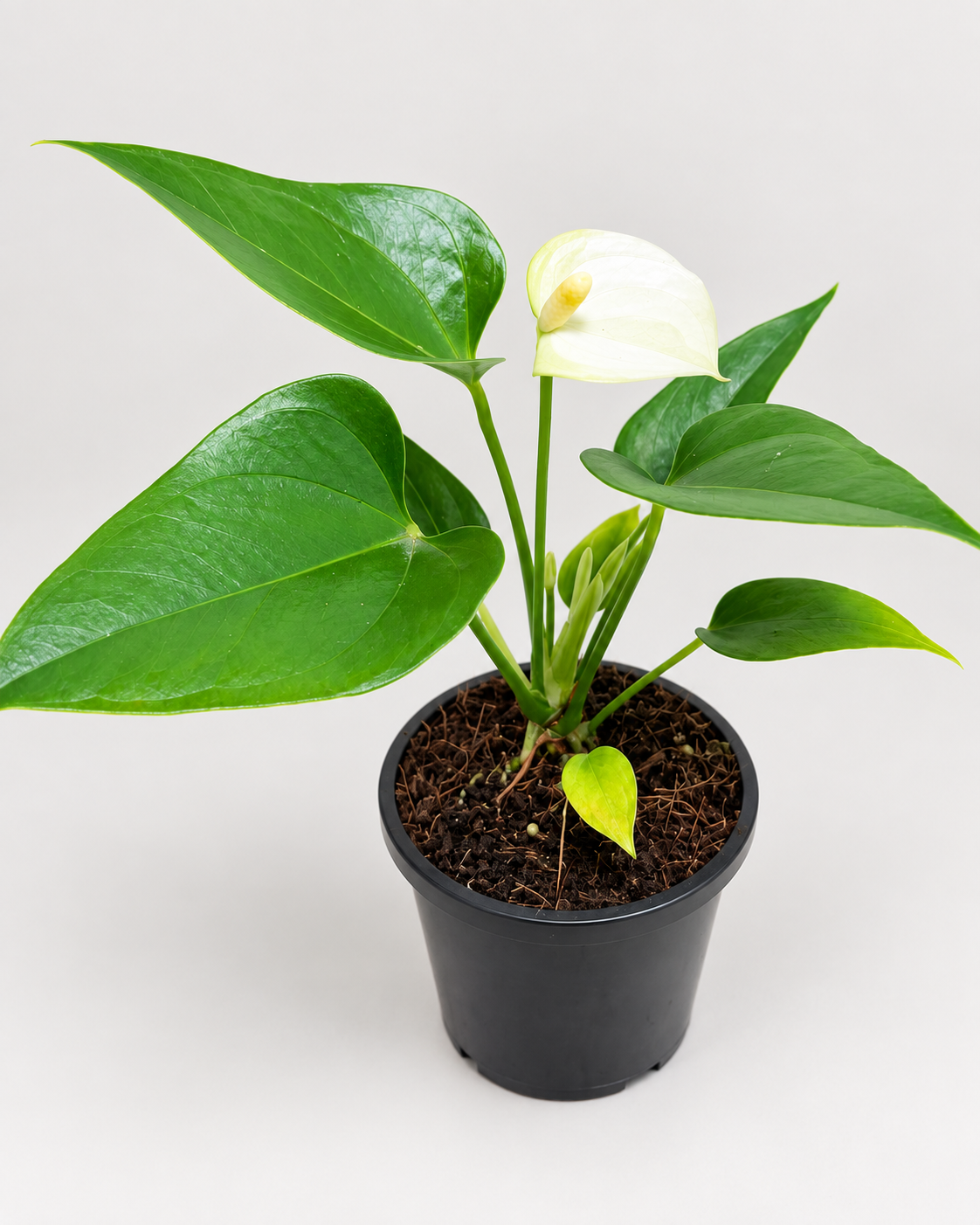 Anthurium Alpine – Elegant White Flowering Indoor Plant Succulents World