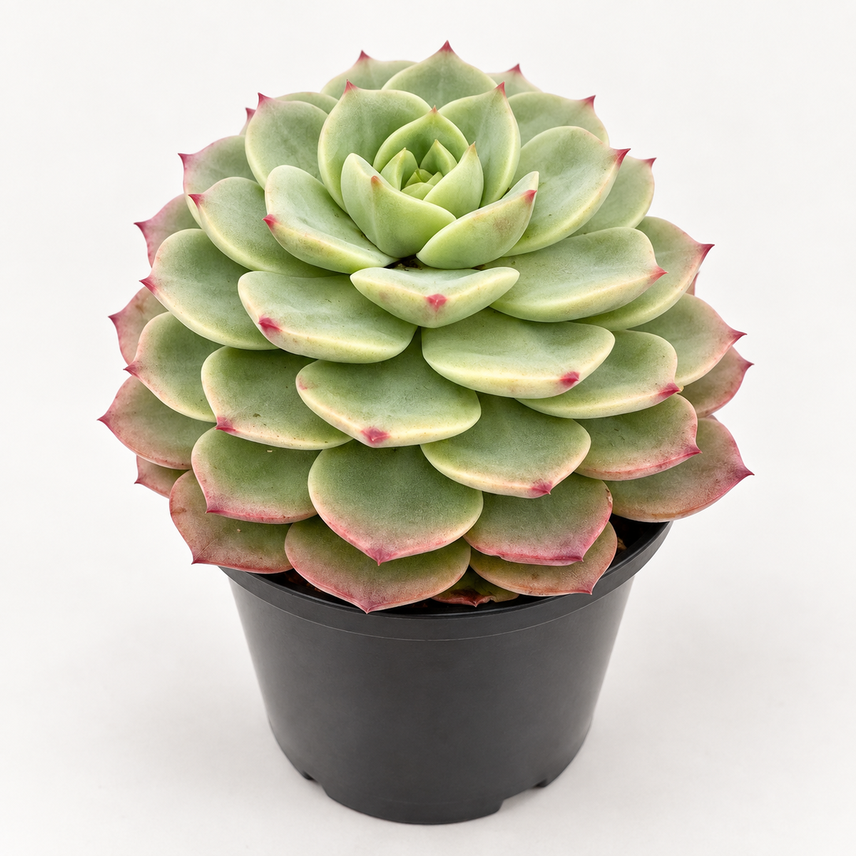 Echeveria ‘Donna Anna’ – Colourful Rosette Succulent Succulents World