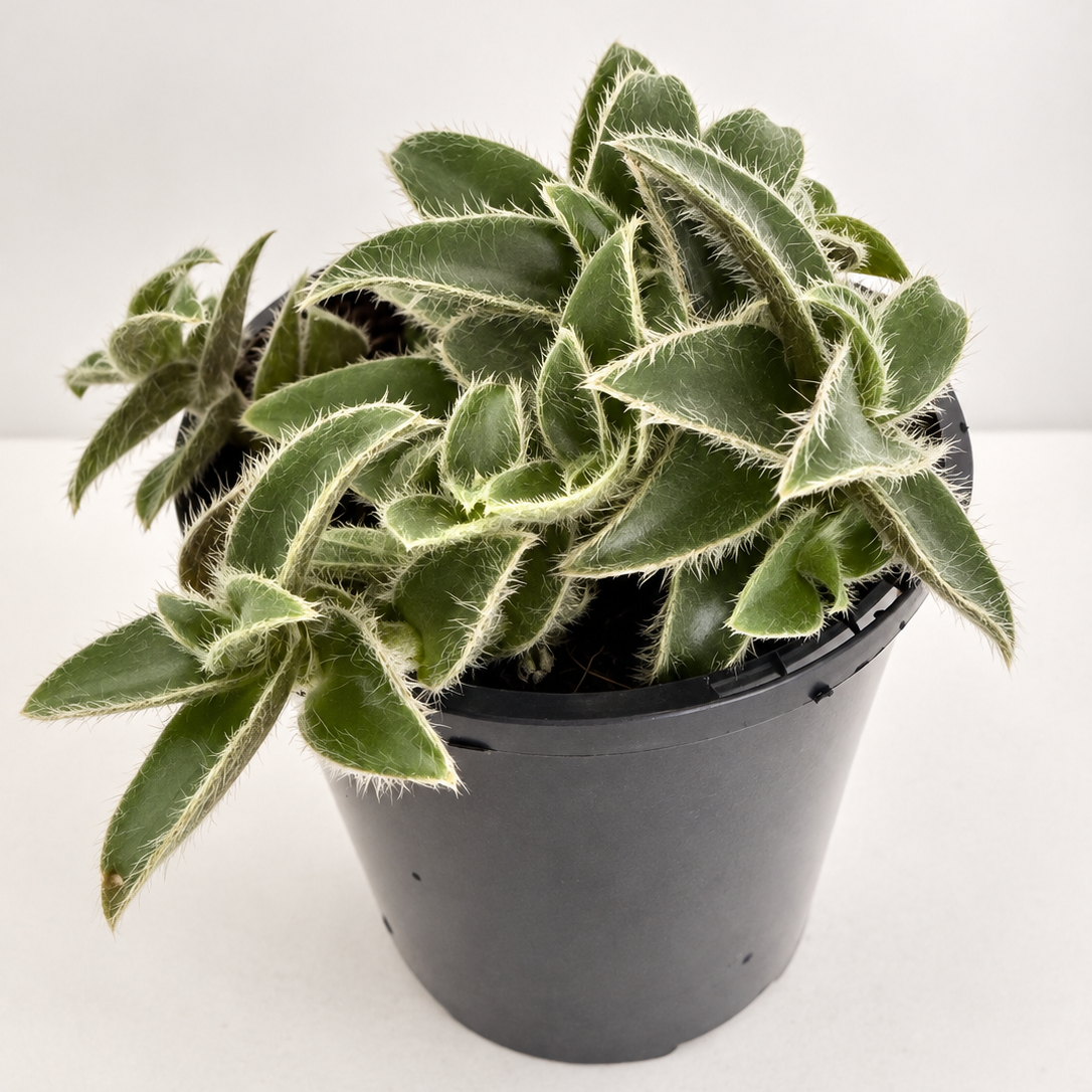 Cyanotis somaliensis ‘Kitten Ears’ – Fuzzy Trailing Plant Succulents World