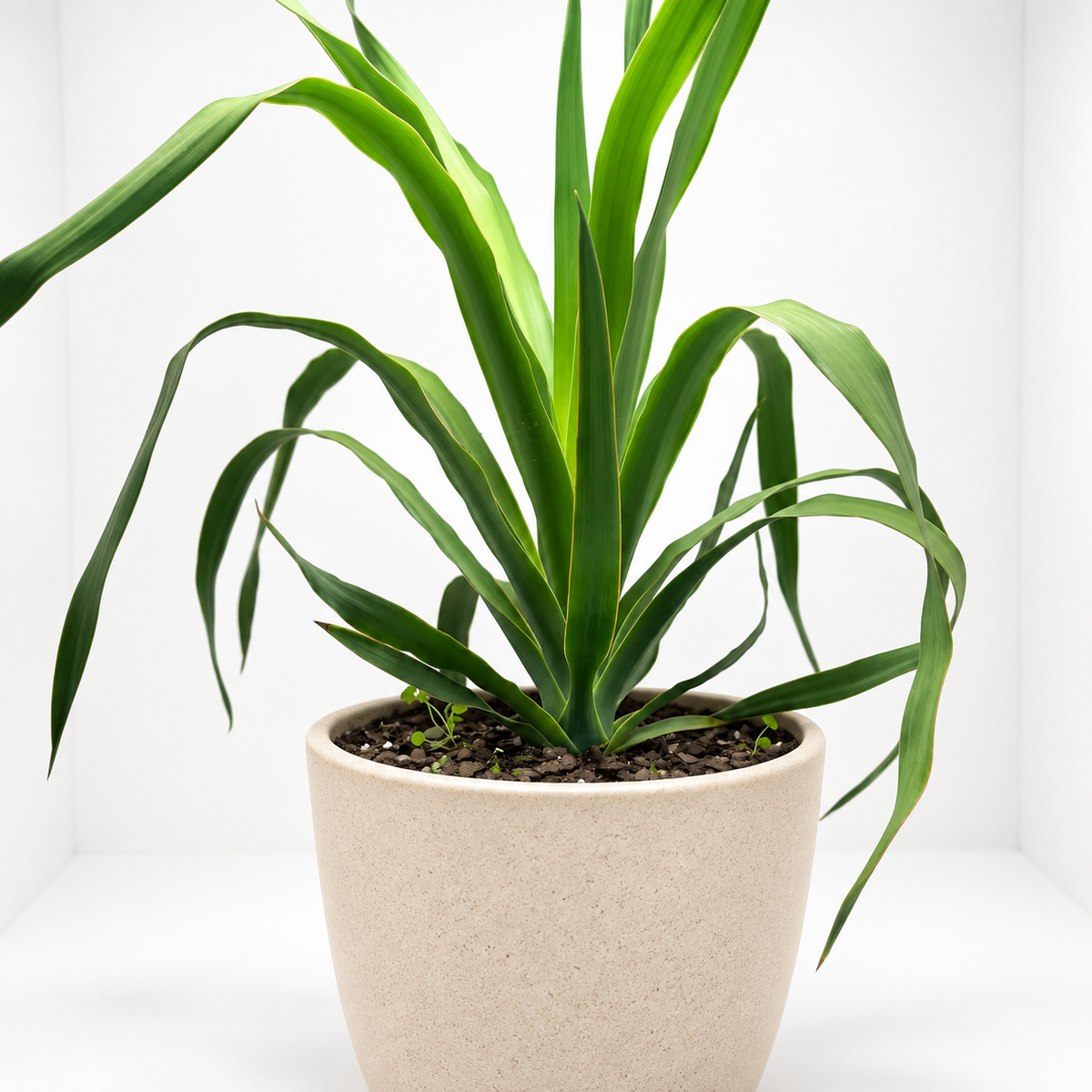 Dracaena marginata ‘Dragon Tree’ – Easy-Care Indoor Plant Succulents World