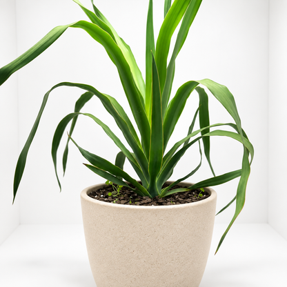 Dracaena marginata ‘Dragon Tree’ – Easy-Care Indoor Plant Succulents World