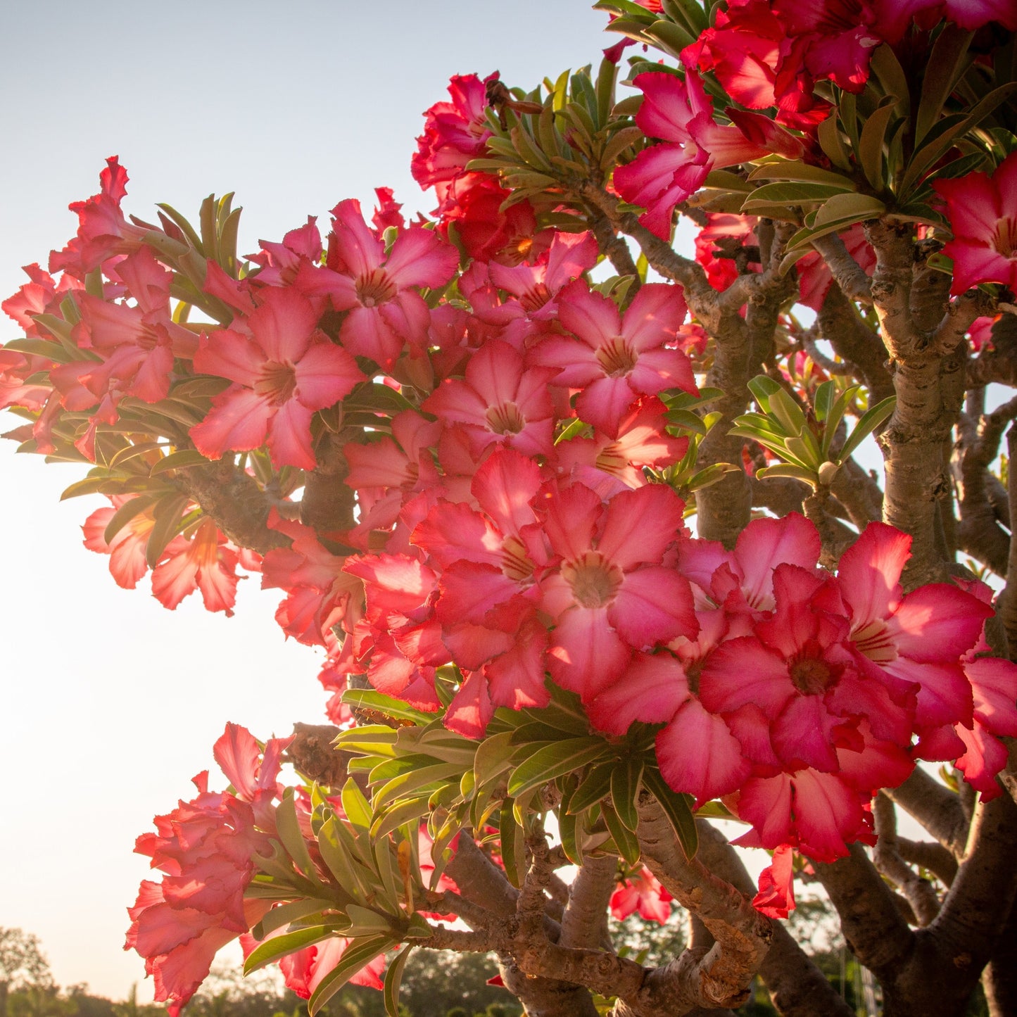 Adenium Obesum - Desert Rose