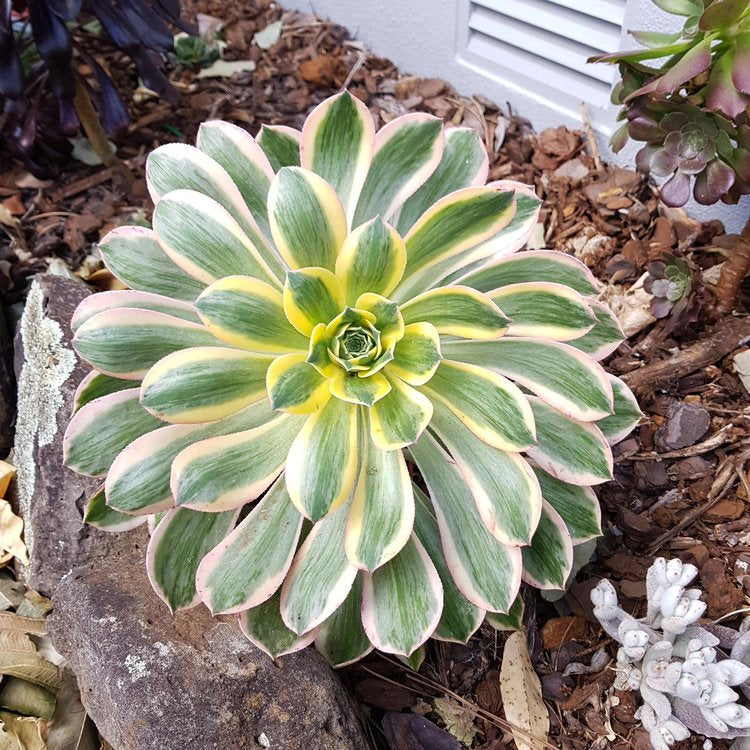 Aeonium Sunburst