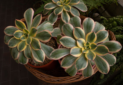 Aeonium Sunburst