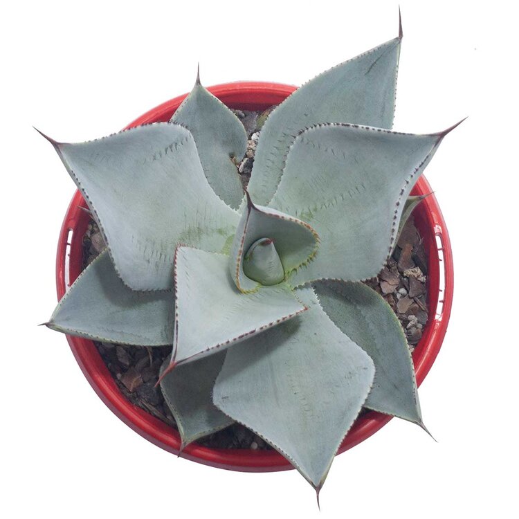 Agave Dragon Toes - Fine Tooth Form