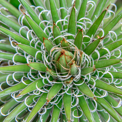 Agave Filifera