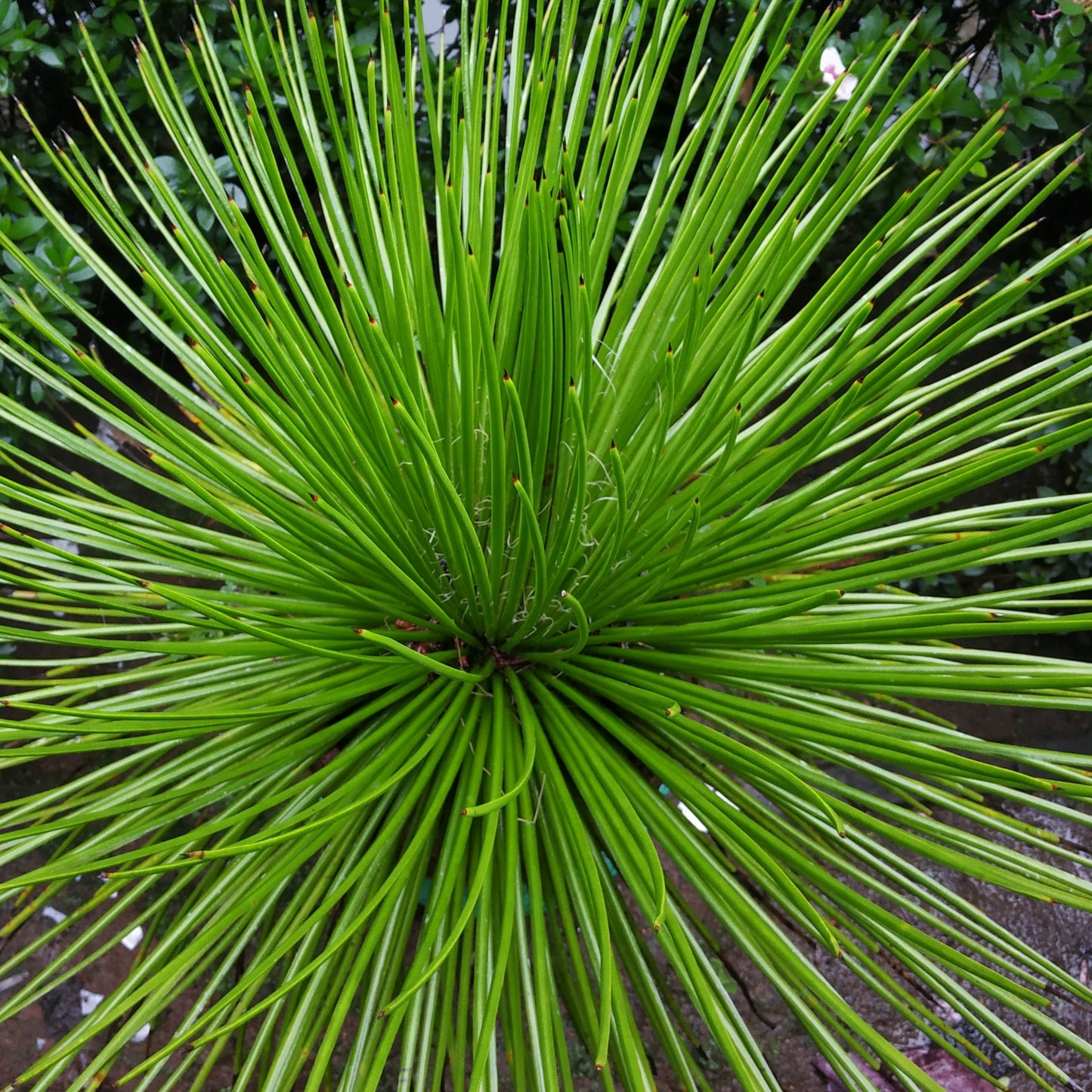 Agave Geminiflora