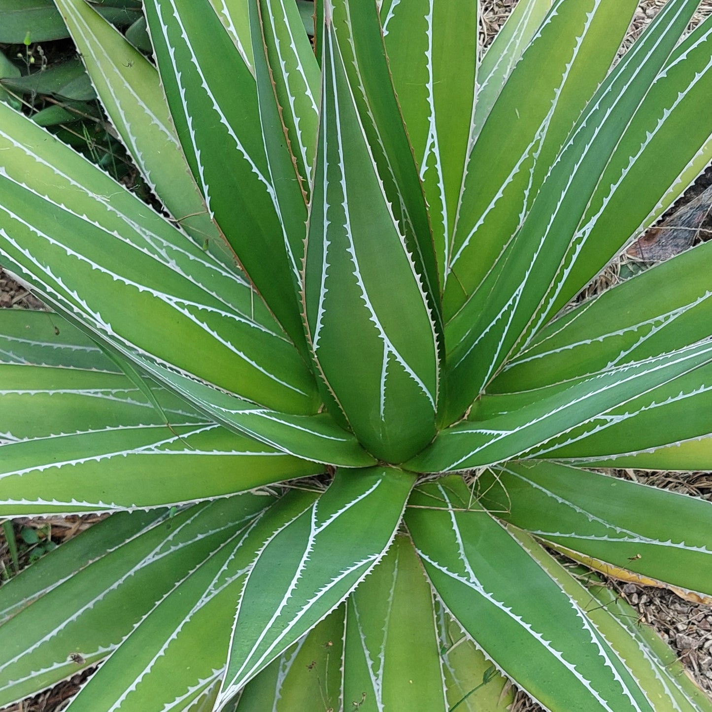 Agave Impressa