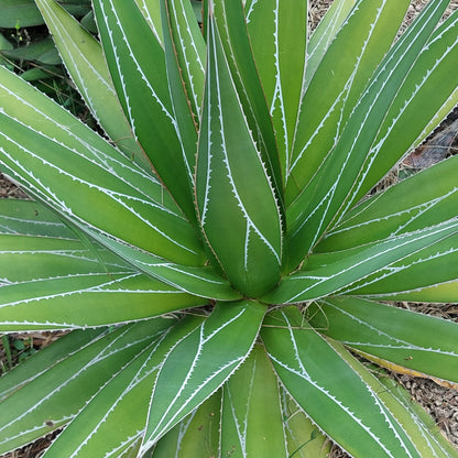 Agave Impressa