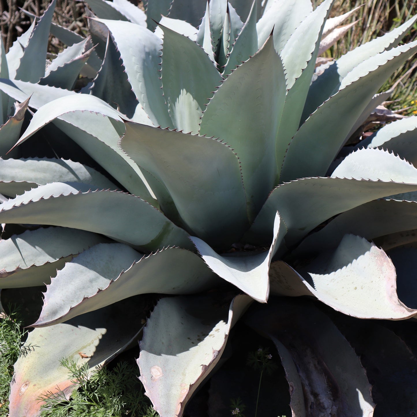 Agave Ovatifolia Vanzie