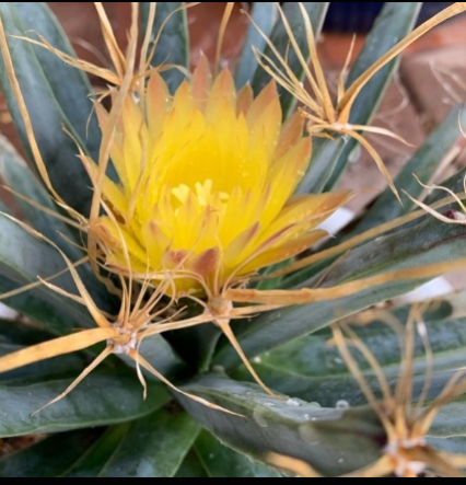 Agave - Leuchtenbergia Principipis My Store