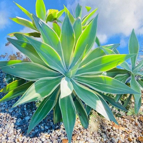 Agave Tangara Tiger #45