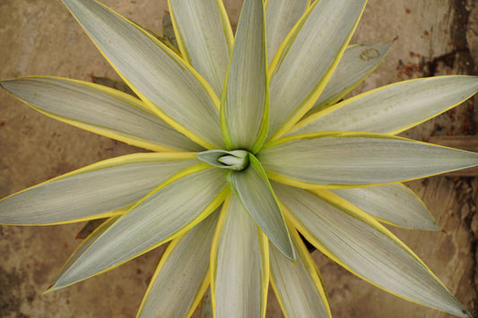 Agave Galactic Traveller
