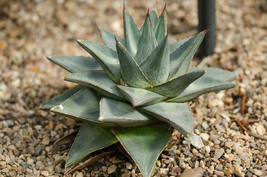 Agave Pumila (Miniature Agave)