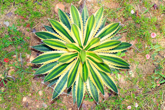 Agave Quadricolour (Quadricolor Agave)