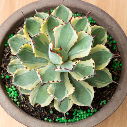 Agave Kissho Kan Variegated My Store