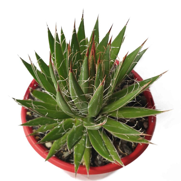 Agave Filifera