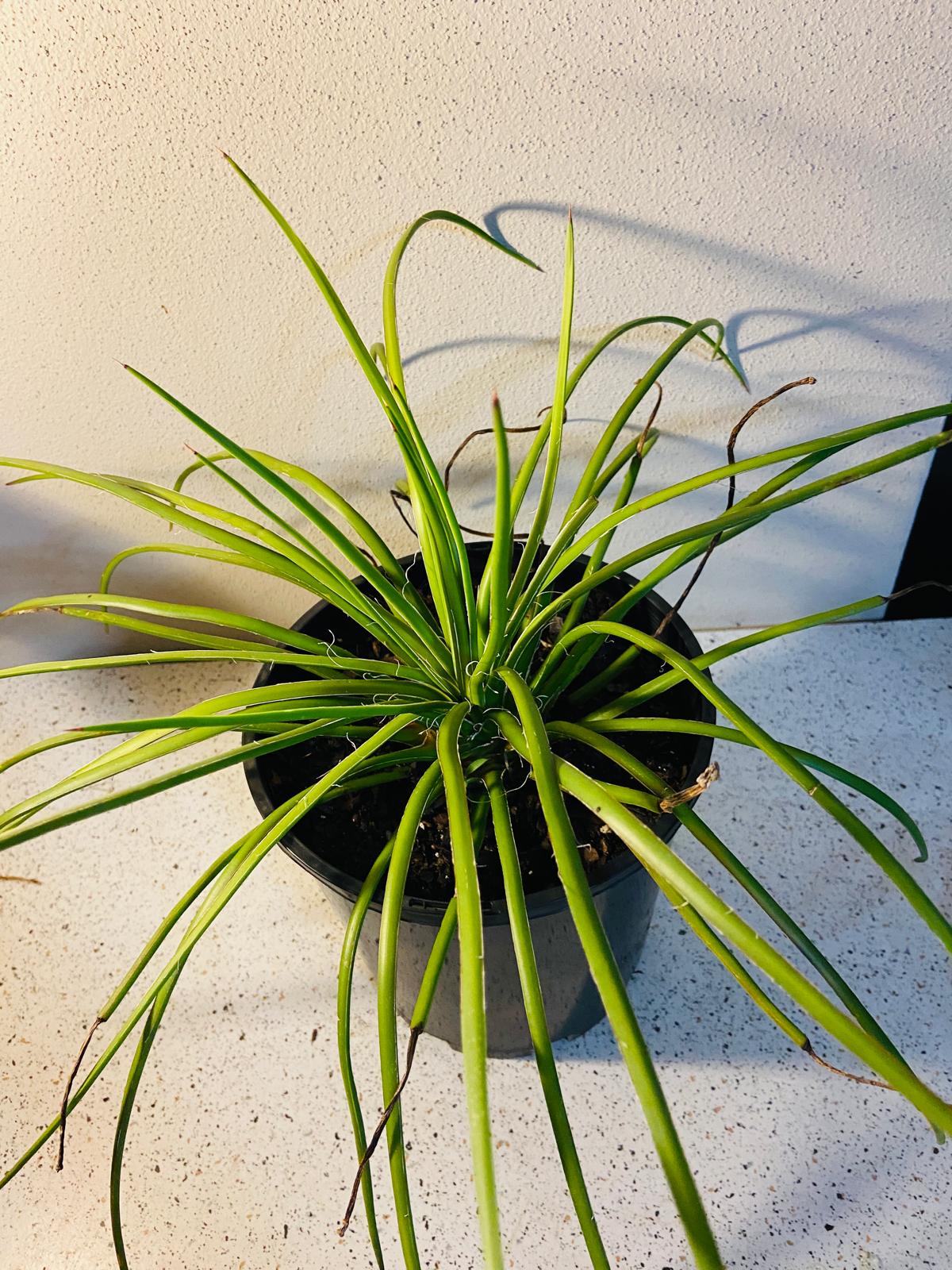 Agave geminiflora in a 210mm nursery pot