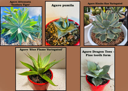 Agave Value Buster Pack - 1