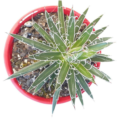 Agave Parviflora