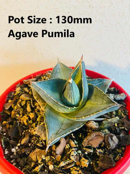 Agave Value Buster Pack - 1