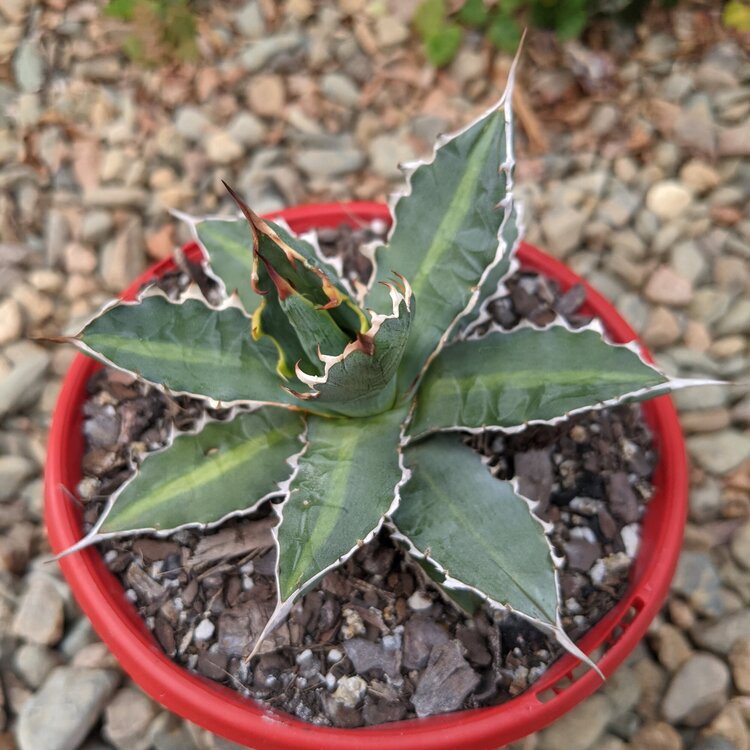 Agave Xylonacantha