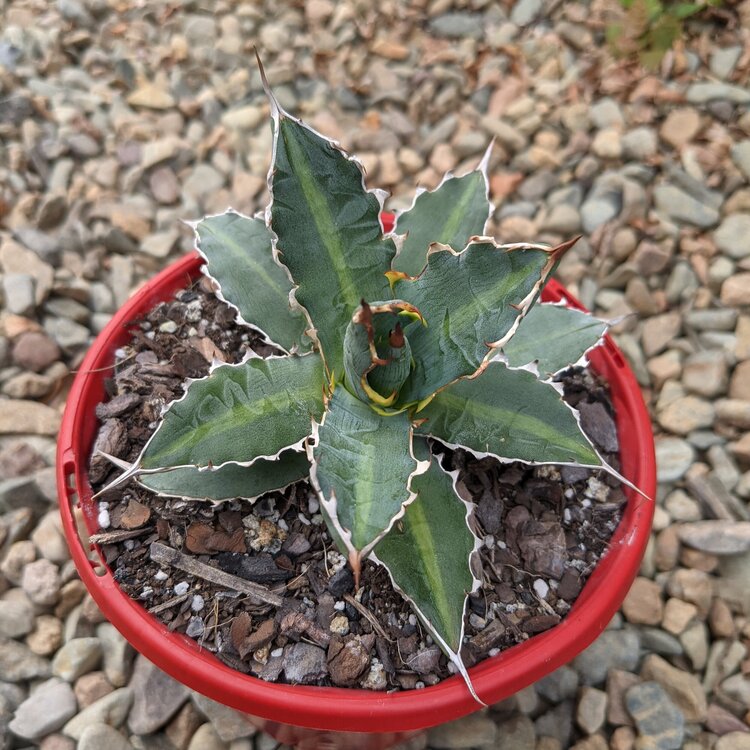 Agave Xylonacantha