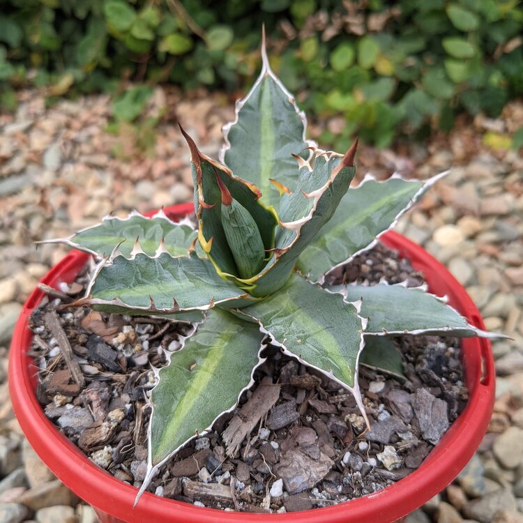 Agave Xylonacantha