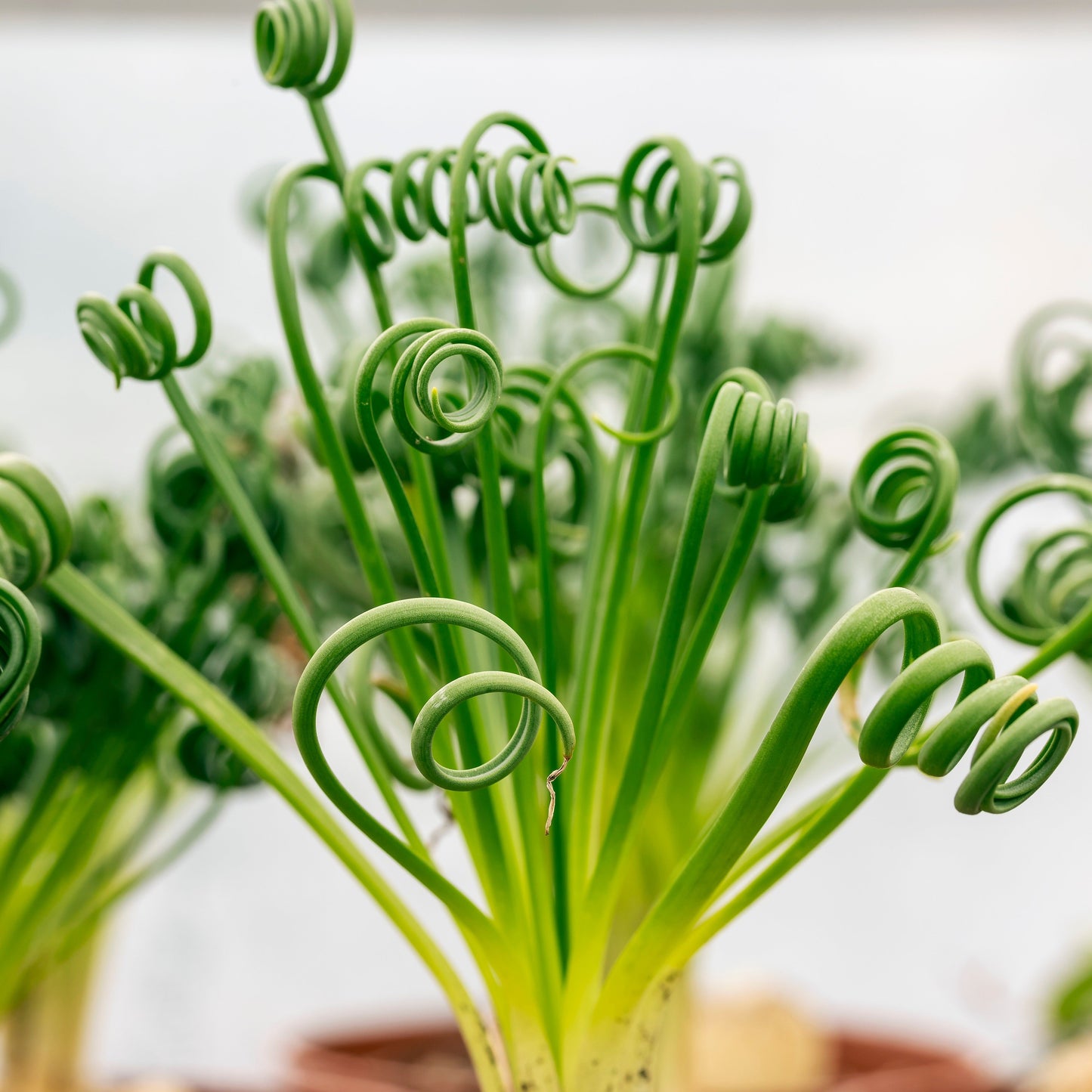 Albuca Spiralis