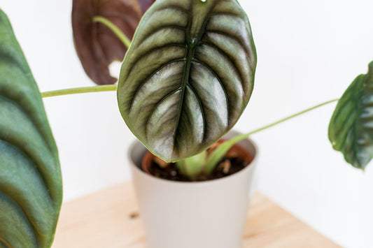 Alocasia Cuprea Red Secreat