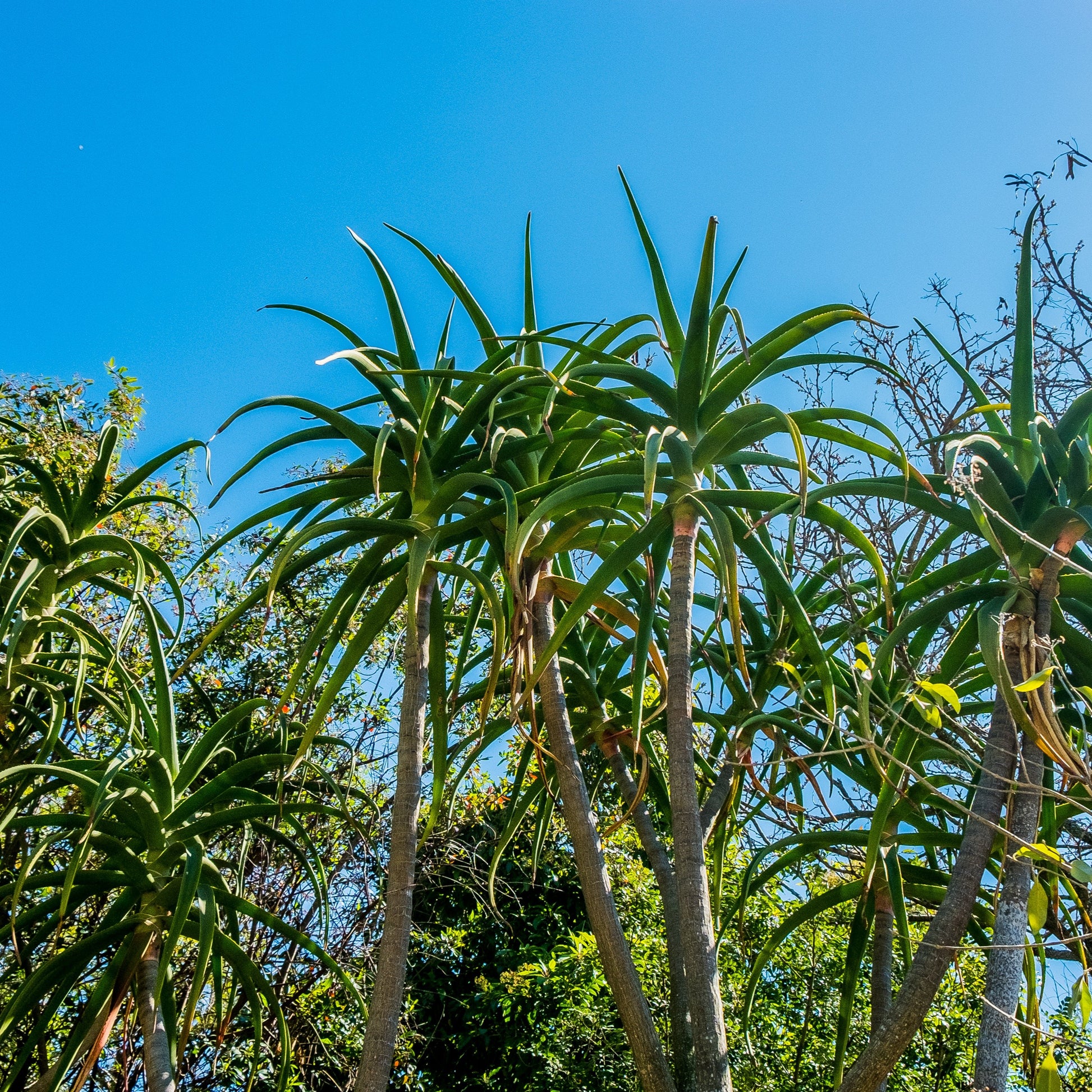 tallest aloe vera plant Aloe barberae – Tree Aloe